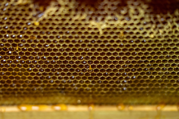 Closeup of honeycomb oozing with honey.