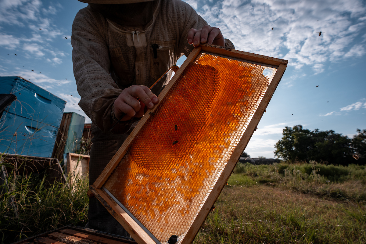 A beekeeper holds a slat from a bee box to the sun to show the golden honey and honeycomb.