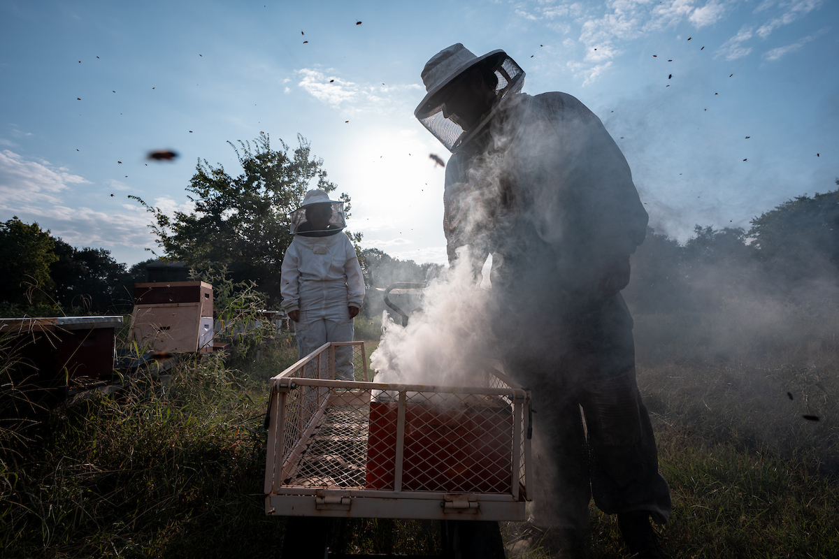 Beekeepers preparing hives for honey harvest.