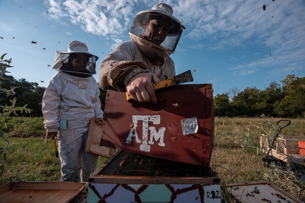 A beekeeper opens up a bee box.