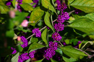 American beauty berry shrub.