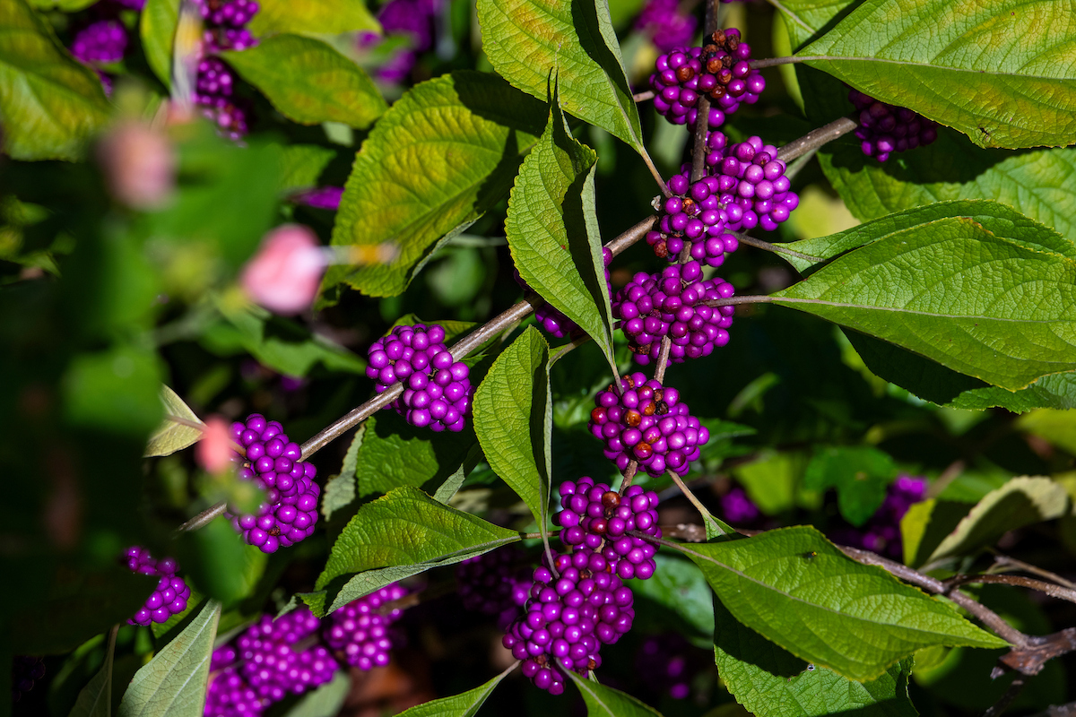 American beautyberry named newest Texas Superstar