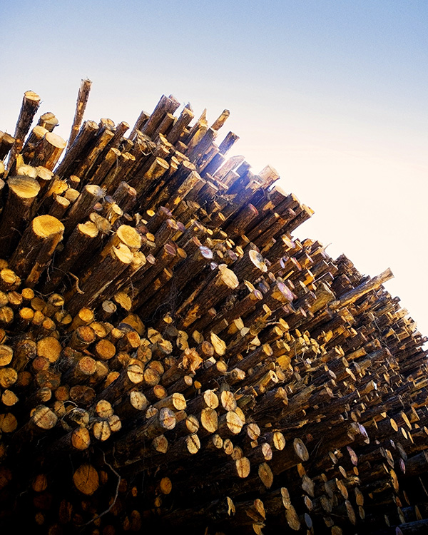 Mass timber takes root in Texas architecture