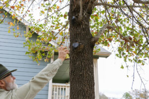 Tree infected with oak wilt.
