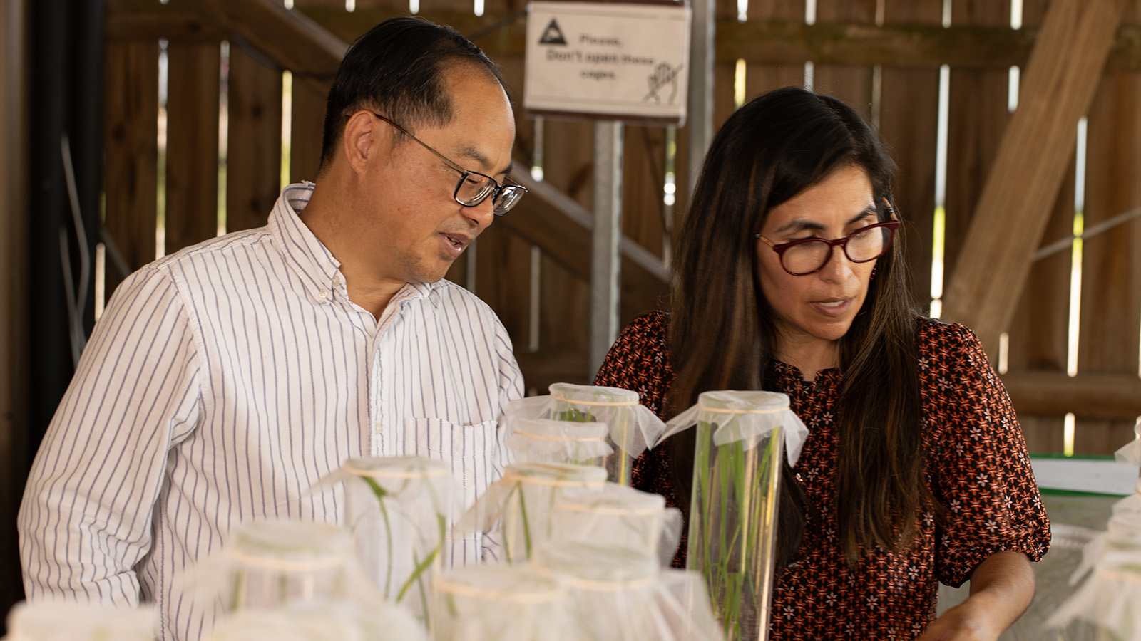 AgriLife Research leads rice delphacid and hoja blanca virus studies