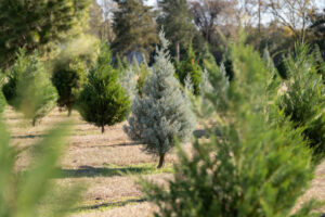 Christmas trees of varying sizes growing in rows