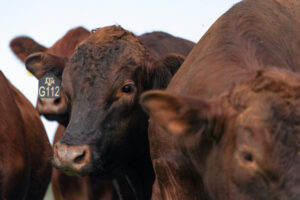 beef cattle close up