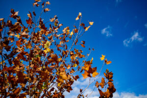 changing leaf colors are bright against a bold blue sky