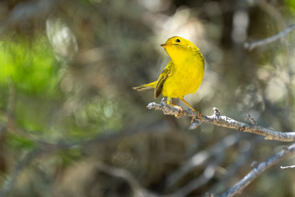 Yellow bird standing on tree limb