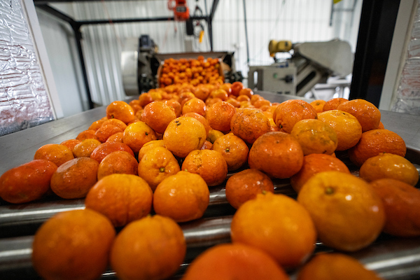 Texas citrus shows heavy crop, smaller fruit – AgriLife Today