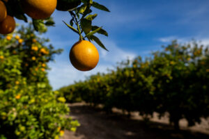 An ripening orange hangs from a tree in an orchard row.