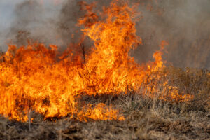 wildfire flames shoot up from dried grass