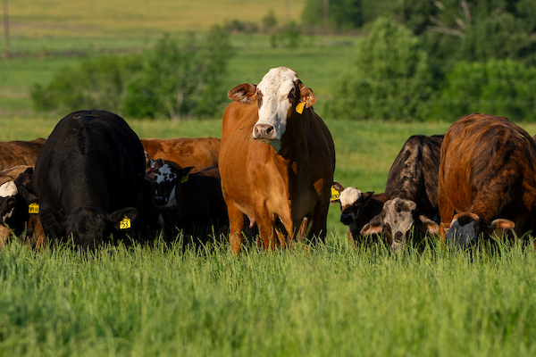 AgriLife Extension launches online ‘Principles B4 Practice’ course