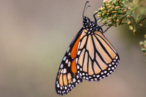 A monarch butterfly.