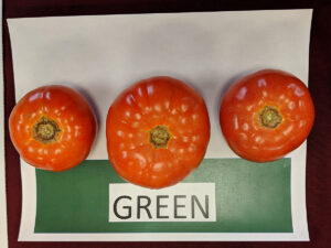 three tomatoes on a table with the label green