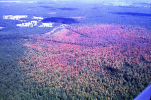 an aerial view of a forest with a large section of it turned red and orange after southern pine beetle infestations caused the green trees to begin to die off