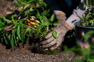 Gloved hands planting a small pepper plant.