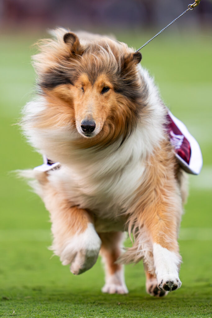 Collie dog runs across a football field.